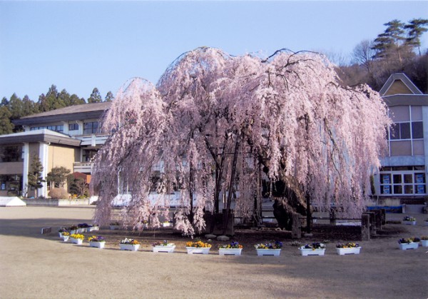 孝子桜