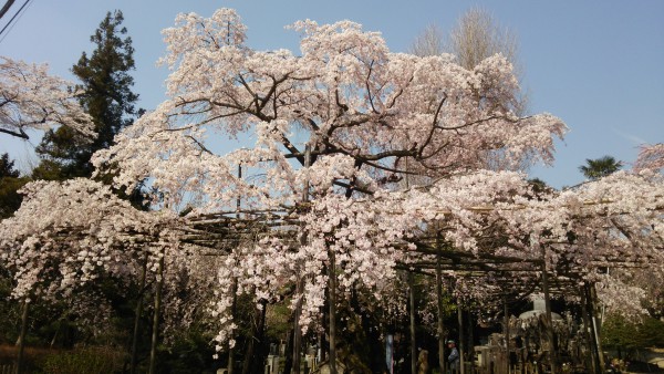 祥雲寺のしだれ桜