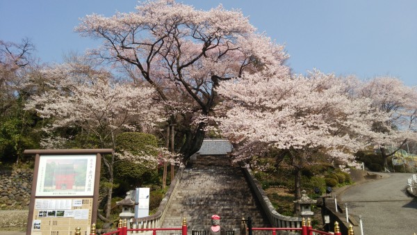 慈光寺のヒガンザクラ