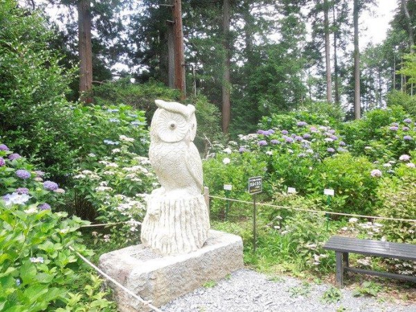 鷲子山上神社あじさい