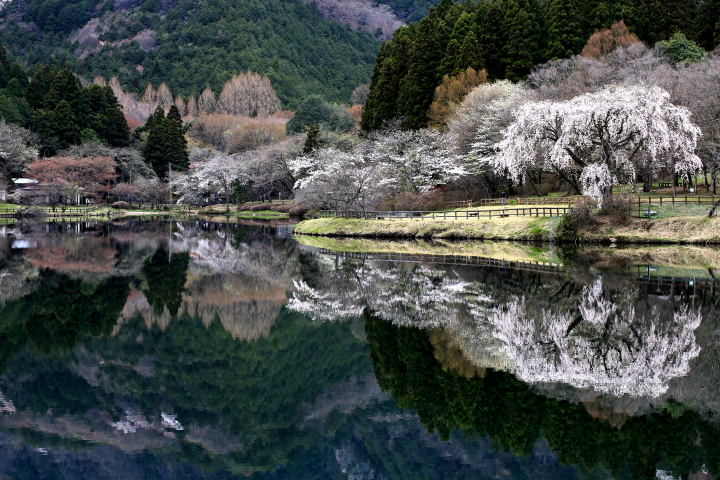 森林公園の春640×